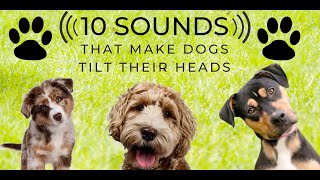 Head Tilt  10 Sounds that make dogs love  Turn the sound up and play along Countdown [upl. by Danyette]