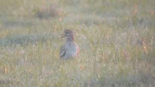 Stone Curlew Oedicnème criard [upl. by Holihs725]