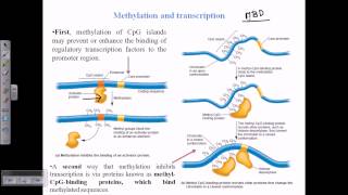 DNA methylation [upl. by Ardnekahs]