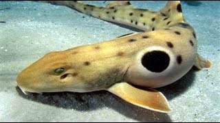 Facts The Epaulette Shark [upl. by Nolrev]