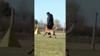 Mr Waggy Tail🐕 amazing heelwork igptraining leevalley dogschool obedience malinois [upl. by Ityak]