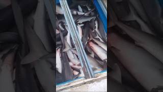 Maliku fisherman life Pole and line fishing video amazing fishing video minicoy Lakshadweep Island 🎣 [upl. by Mailand970]