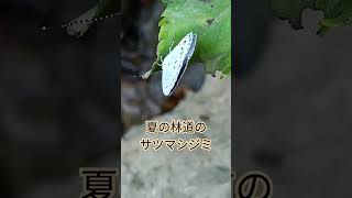 夏の林道のサツマシジミ🦋2024年8月5日🌿南九州市千貫平山地 [upl. by Fabrianne297]