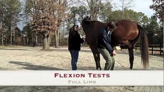 Woodside Equine Clinic The Lameness Exam [upl. by Vilhelmina99]