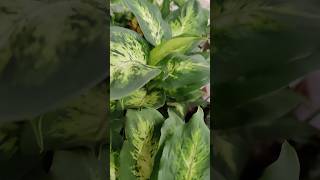 Indoor plants  shorts telugu [upl. by Nednal199]