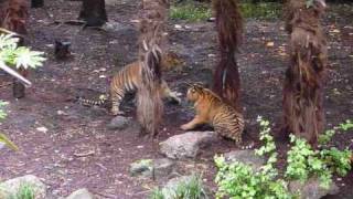 Fighting Tiger Cubs at Melbourne Zoo [upl. by Raine]