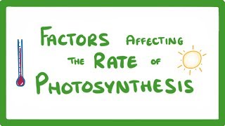 GCSE Biology  Factors Affecting the Rate of Photosynthesis 49 [upl. by Florine]