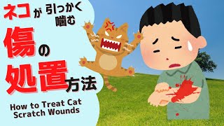 【ねこ雑学】ねこに噛まれたり、引っ掻かれた時の、処置の方法 How to treat a cat bite or scratch infection 出血 ネコ 感染症 [upl. by Cissiee]