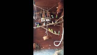 Live birds  budgies pigeons and love birds  birds livestreams [upl. by Eulau]