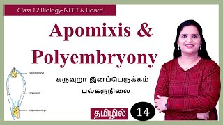 Apomixis and Polyembryony  Tamil [upl. by Urbana]