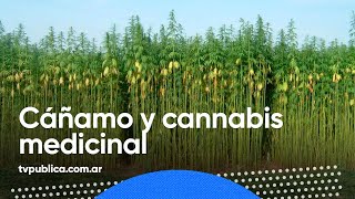 Cáñamo y cannabis medicinal una industria con presente y futuro  Mañanas Públicas [upl. by Nivlam219]