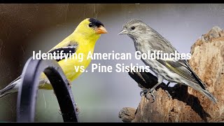 Identifying American Goldfinches vs Pine Siskins [upl. by Artapoelc]