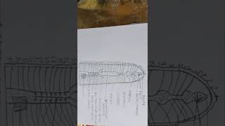 Diagram of alimentary canal of earthwormpheretimapheretima earthworm alimentarycanalofearthworm [upl. by Vidovic]