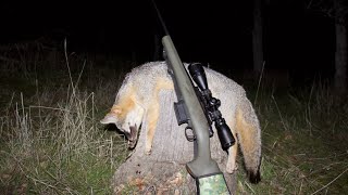 2023 California Grey Fox Hunting 4k [upl. by Merla904]