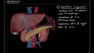 3 Minute Anatomy Ligaments of the Liver [upl. by Assej]