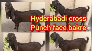 9182184955 Ghar ka pale hua hyderabadi bakra cross breed for sale in lalaguda  recommended [upl. by Minnaminnie]