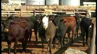 Feedlot en Estados Unidos Parte 1 [upl. by Sualocin116]