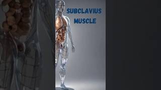 Subclavius muscle anatomymedicalphysiotherapyshortsyoutubeshortslearnviralshorteducation [upl. by Nevek]