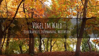 GEGEN SCHLAFLOSIGKEIT VÖGEL im WALD and einem ruhigen und entspannten Herbsttag  keine Werbung 3h [upl. by Tellford]