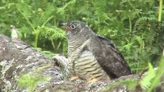 Cuckoos On Dartmoor [upl. by Teri740]