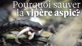 Tout ce que vous devez savoir sur la vipère aspic [upl. by Brockie]