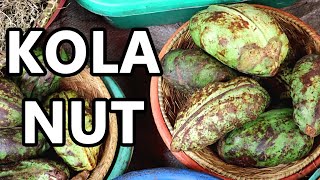 KOLA NUT  The Stimulating Fruit Once Used in COCA COLA  Weird Fruit Explorer ep 379 [upl. by Ocsinarf]