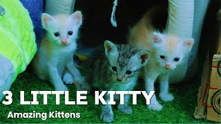 My Little Kittys Are Playing Each Other  Best Cat And Kitten Videos [upl. by Nibla]