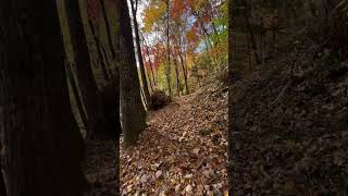 Fall at Great Smoky Mountains National Park fallcolors hiking nature [upl. by Deth]