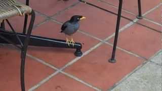 Myna Birds in Singapore [upl. by Bowes]