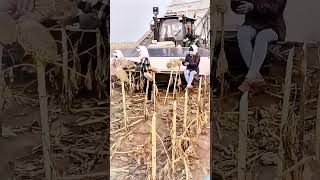 Harvester harvesting sunflower seeds process [upl. by Archer]