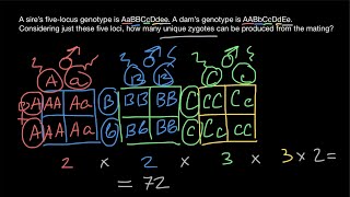 How to find all possible genotypes of the zygotes [upl. by Nylahsoj]