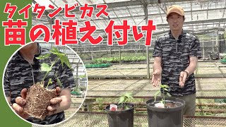 【タイタンビカス】深植えがポイント！苗の植え付け【赤塚植物園農場だより】 [upl. by Breger920]