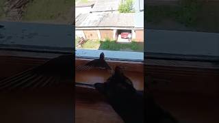 A cat plays with a swift stuck between the window frames [upl. by Niad]