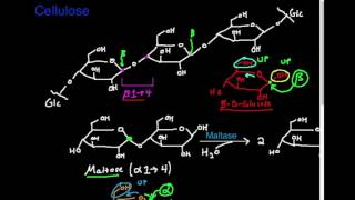 Polysaccharides Cellulose [upl. by Eniroc]