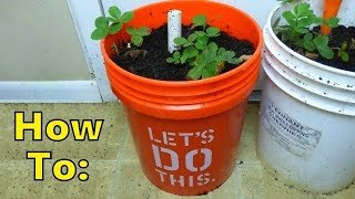 Updated EASIEST How to make Self Watering SIP Planter with 5 Gallon Bucket amp Milk Jug PART ONE [upl. by Rafaj]