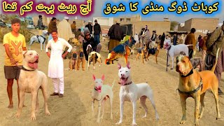 Pakistan Famous Dogs Market 🐕 Kohati gultair Attack on bully Dog  Kohat Dog Market  Pk Animals [upl. by Sivartal]