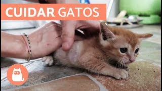 Cómo cuidar un GATO CACHORRO [upl. by Bayard63]