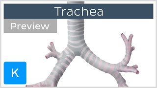 Trachea location and structure preview  Human Anatomy  Kenhub [upl. by Gerhan]