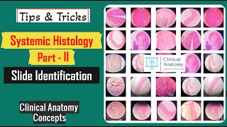 Systemic Histology Part  II Slide Identification Tips amp Tricks I Histology Spotters I CCAnatomy [upl. by Auqcinahs]