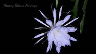 Timelapse of NightBlooming Cereus Epiphyllum Queen of the night Moon Cactus Night Cactus [upl. by Massey755]