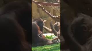 🦧 ORANGUTÁN BEBÉ jugando con Mami💞😋shortsorangutanplay [upl. by Brok685]