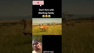 Dont fork with Warthog family 😂😂😂 wildanimalworlds animals worldwildlife warthog fyp [upl. by Synned]