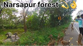 Narsapur forest 💫👌🐒 [upl. by Poore]