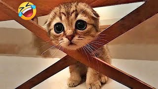 You Laugh You Lose😻🐶👋Funniest Dogs and Cats 2024🤣👋 [upl. by Gladwin]