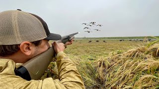 Goose Hunting Opening Day Early Season 2024 [upl. by Duomham]