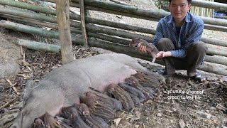 A herd of new wild boars was born Robert  Green forest life [upl. by Kenyon]