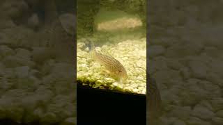 Cory cat fish swimming bought at Pet World [upl. by Evadnee]