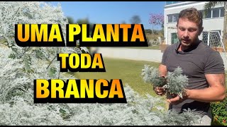 PARECE que NEVOU nessa PLANTA  Cinerária Marítima  Henrique Buttler [upl. by Anaerb375]