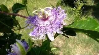 Growing Passion Fruit MayPop Passiflora incarnata [upl. by Gnil]