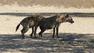 Injured howling Hyaena at Lijersdraai Water Hole [upl. by Kiryt113]